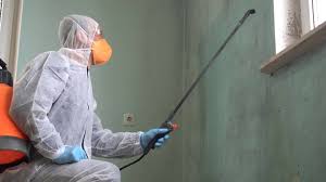 Best Basement Mold Removal  in Quitman, MS